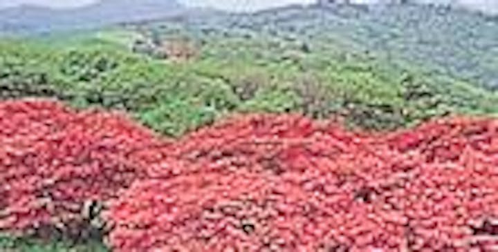 田束山のレンゲツツジ