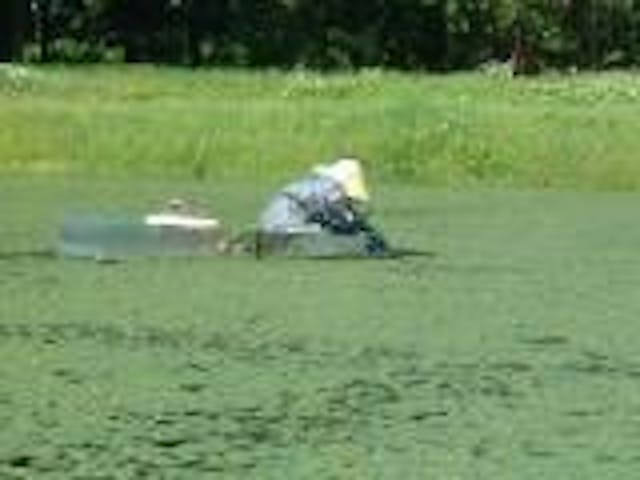 じゅんさい摘み採り体験