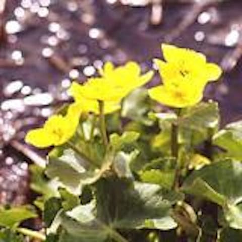 土湯峠湿原遊歩道