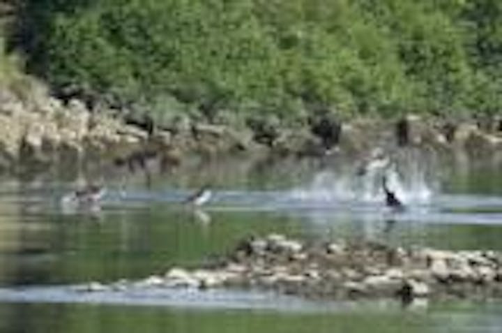 ハクレンのジャンプ