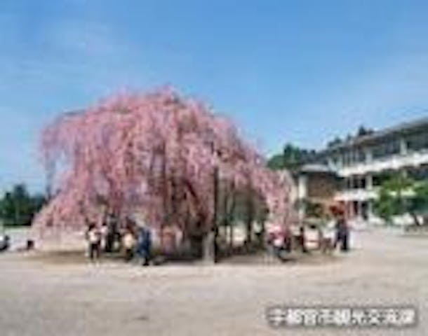 城山西小学校のしだれ桜