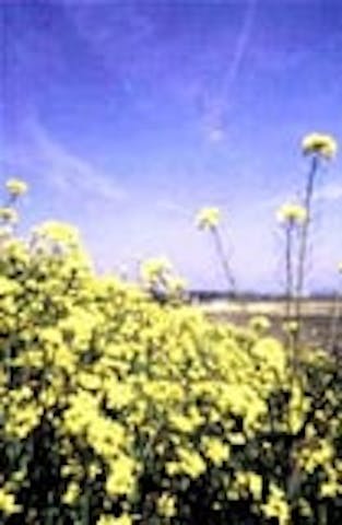 渡良瀬川の菜の花