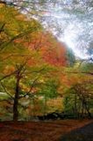 蓬莱山のモミジ