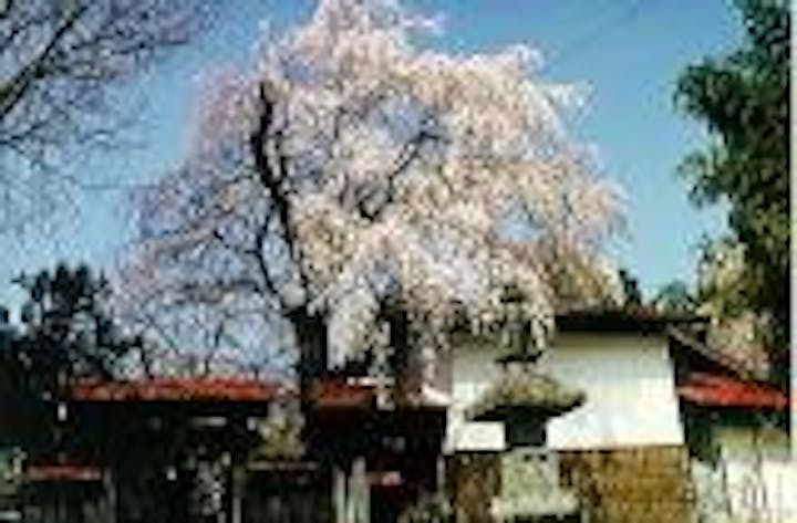 金蔵寺のシダレザクラ