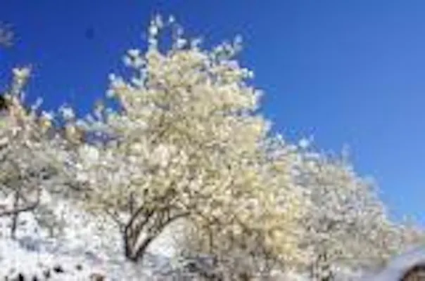 桜山公園のロウバイ アソビュー