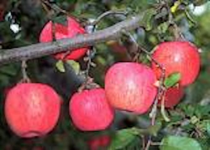 りんご狩り体験