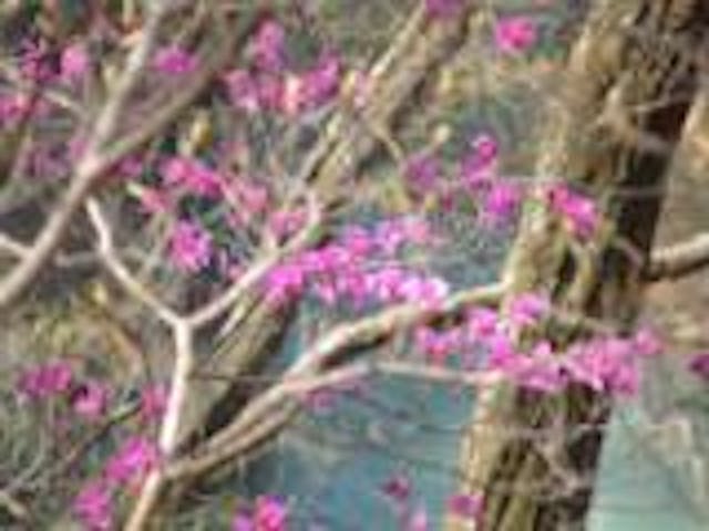 吾妻渓谷のムラサキツツジ