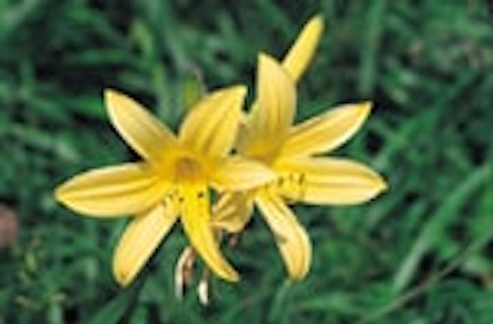 谷川岳のニッコウキスゲ