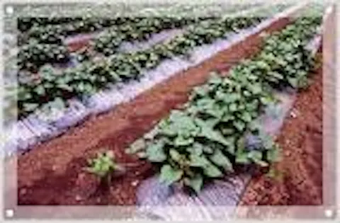 スポットの写真