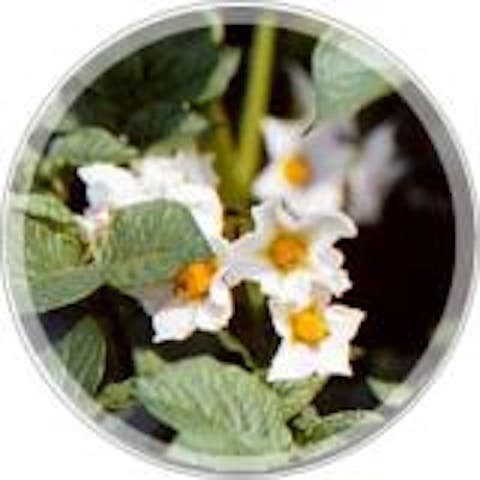 東所沢観光園芸センター