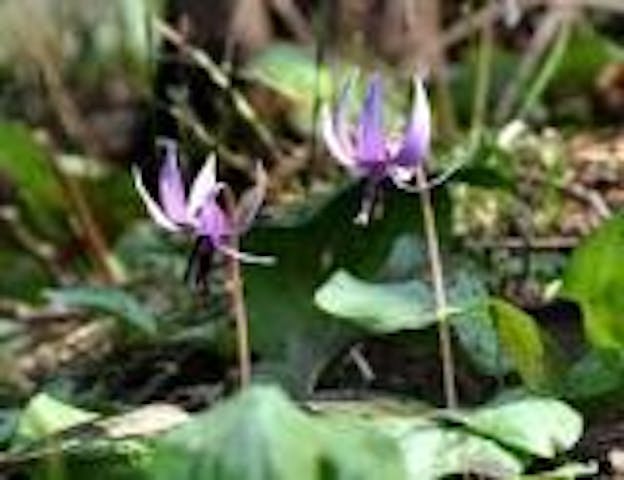 【2021年開催中止】きよせカタクリまつり