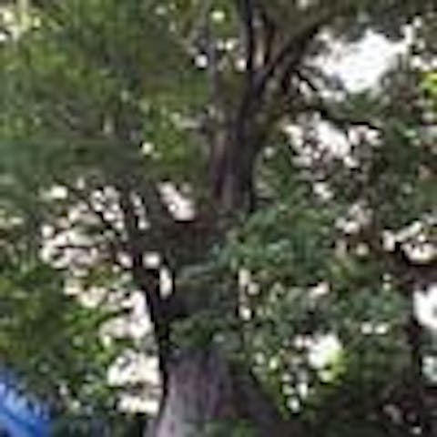 羽村橋のケヤキ