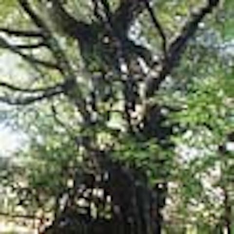 阿蘇神社のシイ