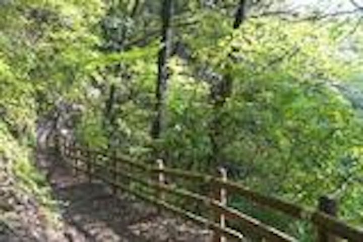 ふれあい森林浴コース