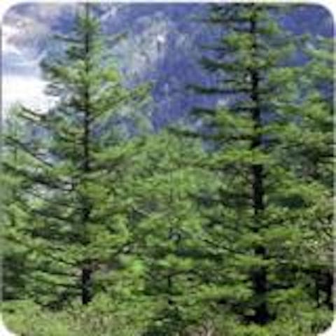 丹沢札掛のモミの原生林