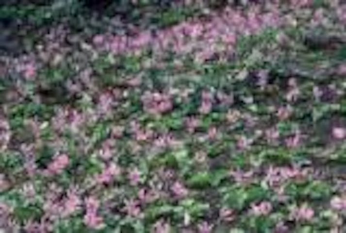 ドンデン高原まつり（高原開き）