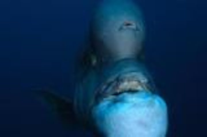 佐渡ダイビングセンター