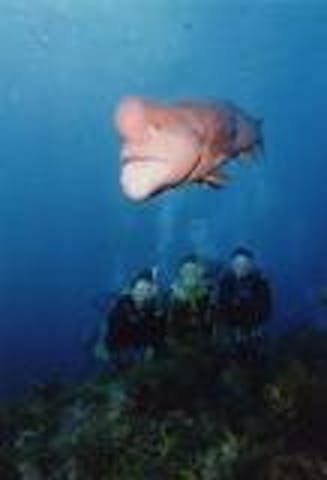 エス・ワァルド ダイビングスクール