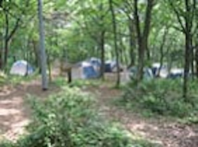 福井県立奥越高原青少年自然の家キャンプ場