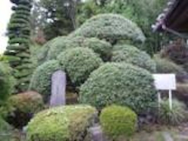 寺所の大ヒイラギ