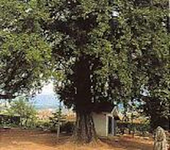 宗源寺のヒダリマキカヤ