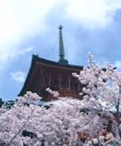 雲上殿の桜