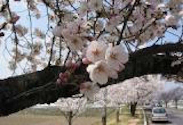 薄川堤防の桜