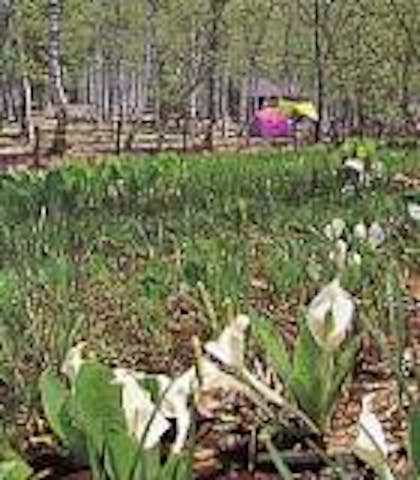 高ソメキャンプ場の水芭蕉