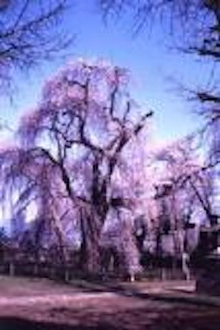 安養寺のしだれ桜