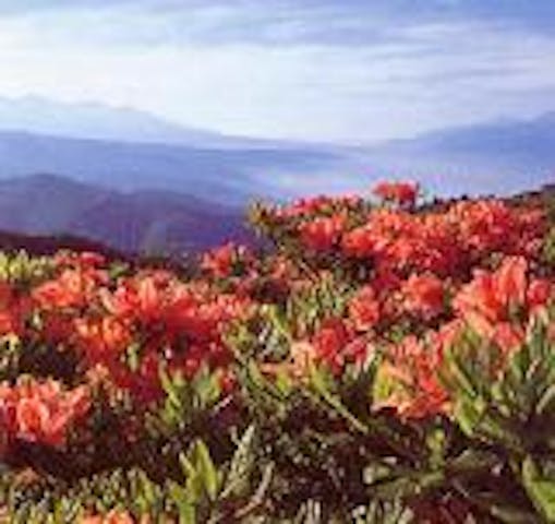 高ボッチ高原のレンゲツツジ