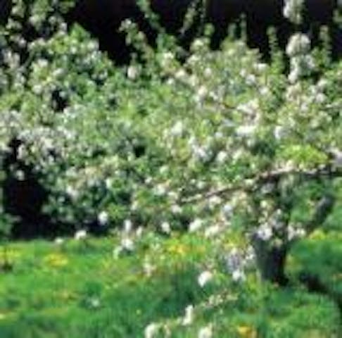 上今井のりんごの花