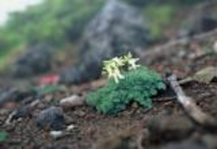 八ヶ岳（横岳ー根石岳）コマクサ