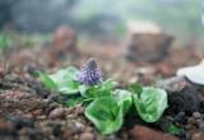 八ヶ岳（硫黄岳）ウルップ草