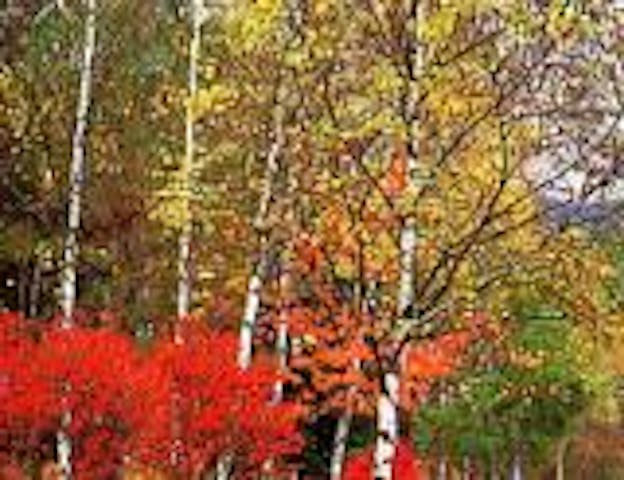 白樺高原の紅葉