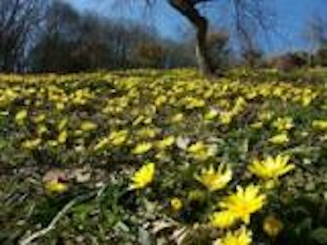 【2021年中止】沢底福寿草まつり