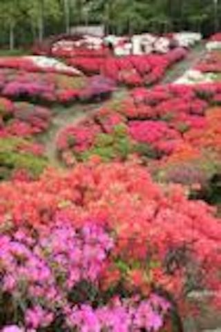 【開催中止】台城つつじ祭り