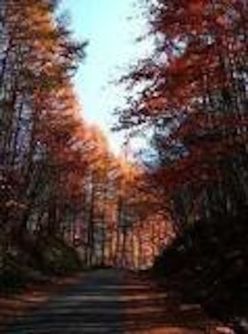 木曽古道（木曽駒高原自然歩道）