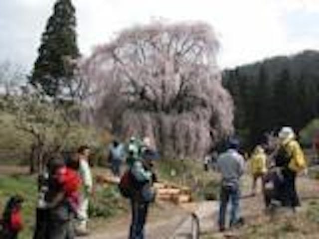 【2021年中止】信州高山桜まつり