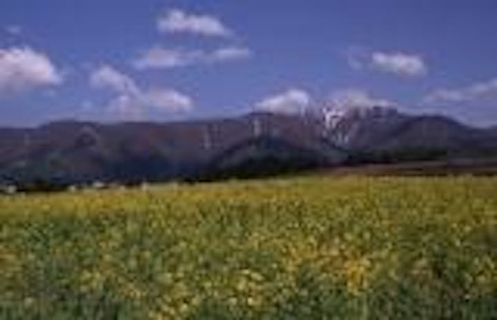 野沢温泉村の菜の花