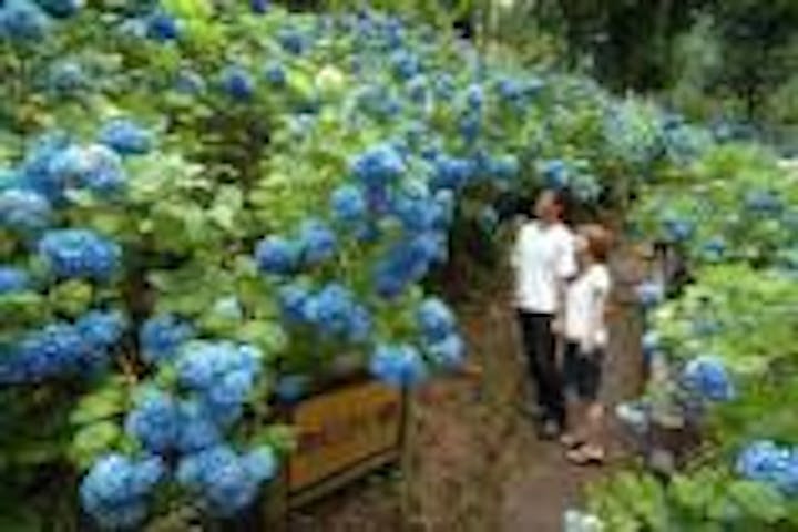 【2021年開催中止】関市板取あじさいまつり