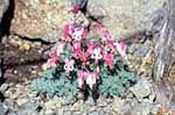 乗鞍の高山植物