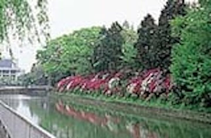 駿府城公園のツツジ