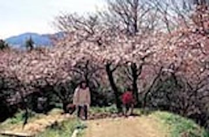 賎機山の桜