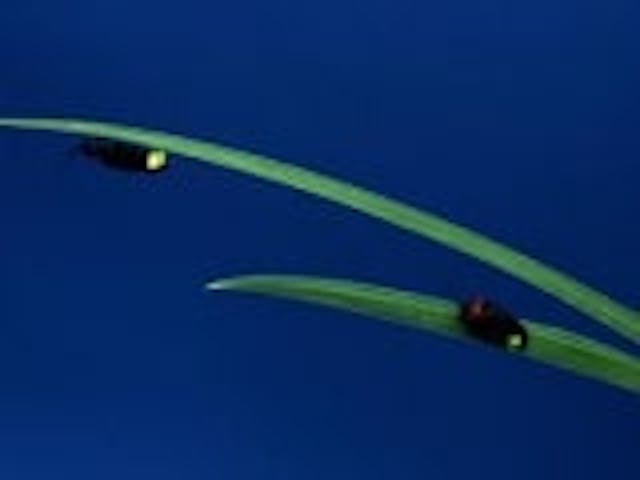 【2021年中止】ささまほたるの里まつり