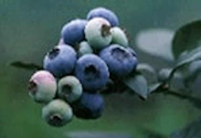 観光農園ブルーベリーの郷