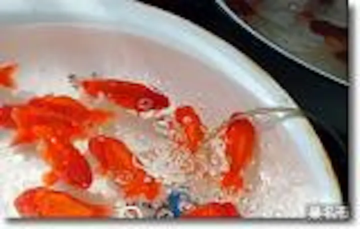 21年中止 金魚まつり アソビュー