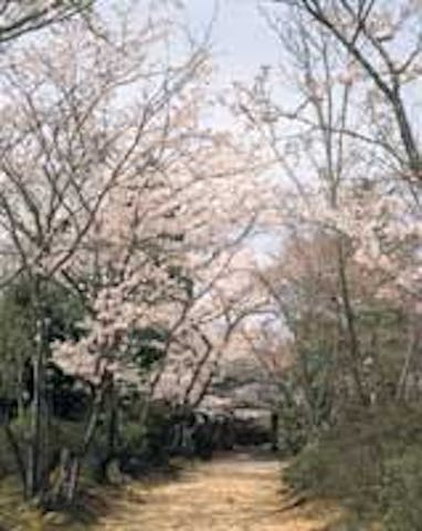 常照寺の桜