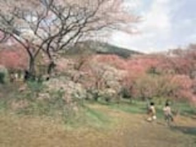 原谷の桜