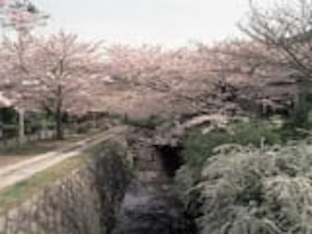 琵琶湖疏水沿いの桜