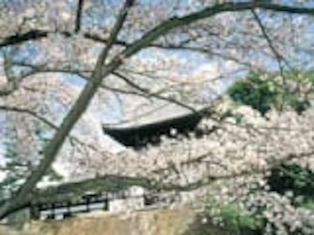 金戒光明寺の桜